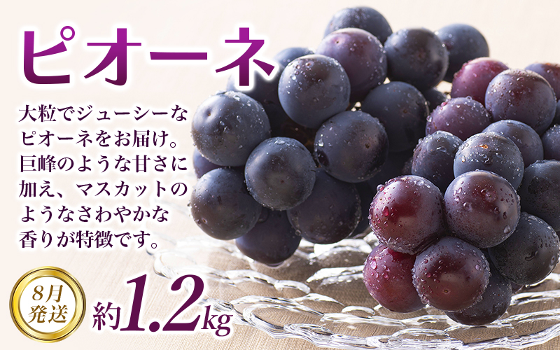 【全3回定期便】和歌山の旬のフルーツ定期便！人気の桃・ピオーネ・梨をお届け♪ 