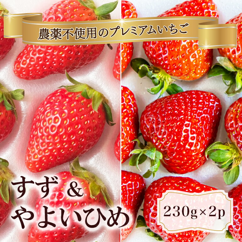 【ふるさと納税】 農薬を使わず育てた安心安全 イチゴ すず やよいひめ 計2パック いちご 苺 ナノバブル水素水使用 農薬不使用 希少 国産 果物 フルーツ くだもの 冬 旬 産地直送 農家直送 産直 甘い デザート スイーツ 家庭用 贈答 贈答用 茨城 茨城県 石岡市 (A14-001)