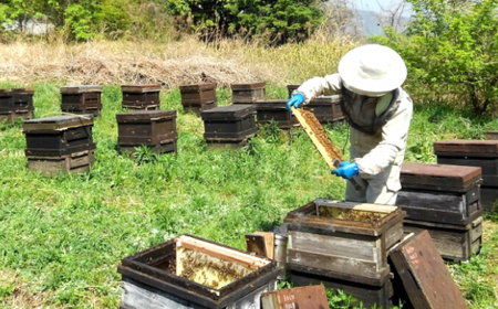 升田養蜂場の国産純粋はちみつ やまなみ蜂蜜2本セット 220g2本入 蜂蜜 ハチミツ お取り寄せ グルメ 三次市/升田養蜂場[APAE001]