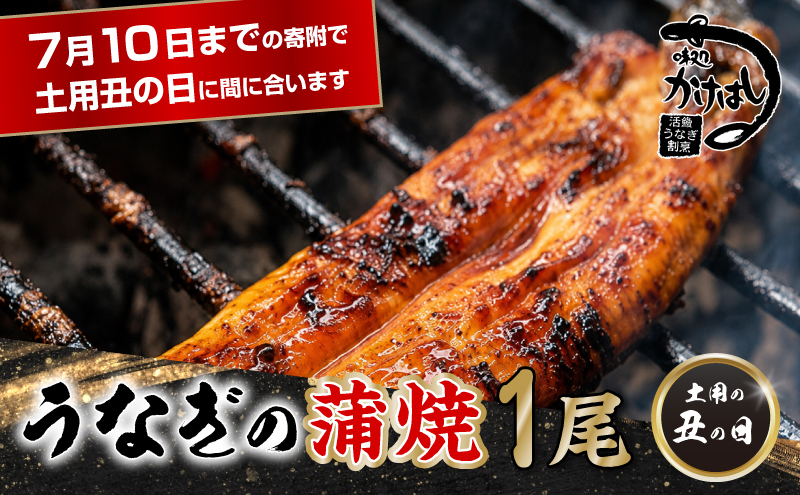昭和52年創業の味 手焼き 国産 うなぎ 蒲焼き 1尾 200～300g  国産 鰻 美味しい 職人仕上げ ふっくら肉厚 タレ付き 冷凍発送 土用丑の日 ギフト 贈答用 お取り寄せ グルメ ご飯のお供 九州 福岡 老舗の味