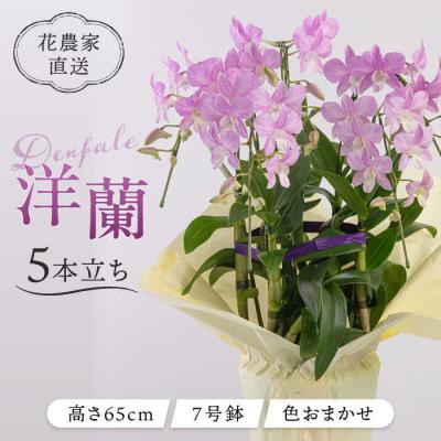 ふるさと納税 糸島市 【30セット限定】デンファレ(洋蘭)5本立ち《糸島》【和饗エコファーム株式会社】[AVI003]