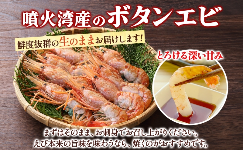 北海道 噴火湾産 活ボタンエビ 大サイズ 400g 10～13尾 2026年3月15日頃より順次出荷 ボタンエビ エビ えび 海老 北海道産 旬 ぼたんえび 新鮮 刺身 牡丹海老 海鮮 魚介 甲殻類 