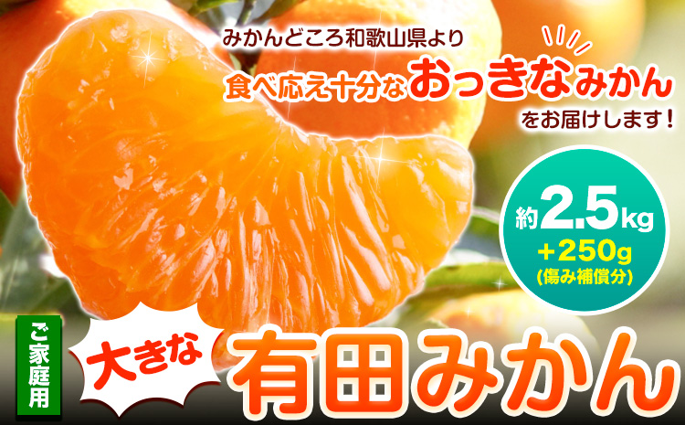家庭用 大きな有田みかん 約2.5kg ＋250g （ 傷み補償分 ）【わけあり・訳あり】【光センサー選果】 池田鹿蔵農園@日高町（池田農園株式会社）《11月中旬-1月下旬頃出荷》日高町【配送不可地域あり】