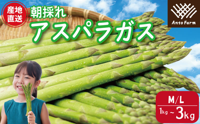 
            アスパラガス 1kg 3kg M Lサイズ 2025年 3月から9月末まで発送 せいくらべ アスパラ 季節 春 野菜 新鮮 旬 煮物 炒め物 漬物 鍋 味噌汁 家庭用 弁当 惣菜 おかず 健康 栄養 Anto Farm 阿南 徳島
          