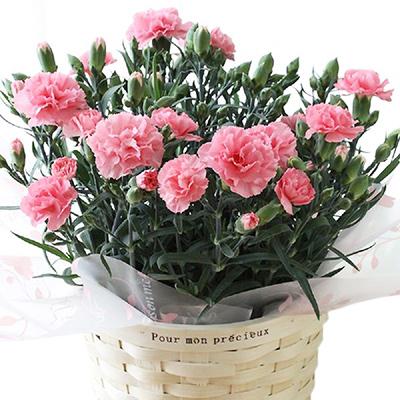 ふるさと納税 藤枝市 【母の日に!】ボリュームのカーネーション鉢植え ピンク系5号・カゴ付