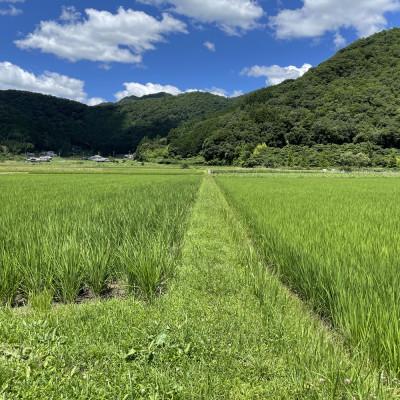 ふるさと納税 丹波篠山市 丹波篠山産特別栽培米コシヒカリ5kg×1 |  | 01