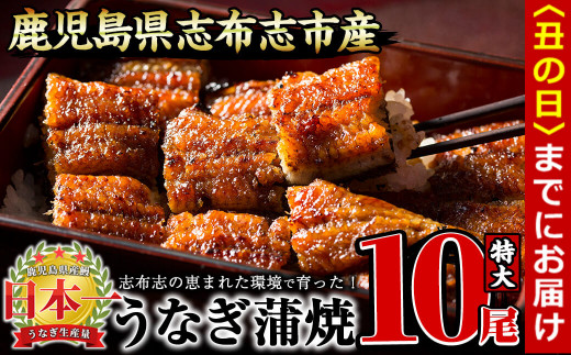 【丑の日までに配送】うなぎの大楠＜特大＞10尾セット計1.7kg(170g×10) g4-017-us