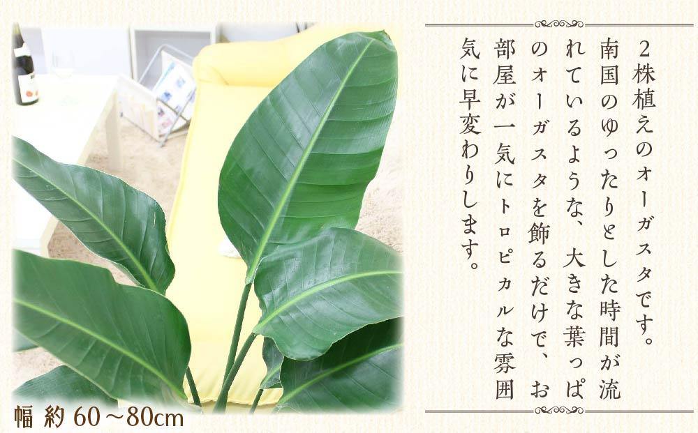 【観葉植物】オーガスタ 8号 ブラウンバスケット鉢カバー 土の表面：ウッドチップ｜観葉植物 インテリア 部屋 おしゃれ 福岡県筑前町 送料無料