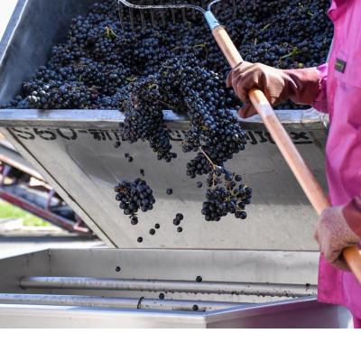 ふるさと納税 池田町 十勝ワイン 北海道産ビンテージ 2本セット |  | 03