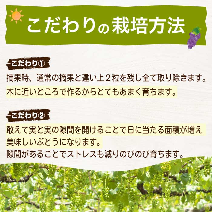《2026年夏頃発送・先行受付》【ひのきファームランド】訳あり ぶぶぶどう詰め合わせ2kg ブブシャインマスカット 1kg ブブナガノパープル 1kg ぶどう マスカット 果物 フルーツ 233003
