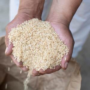 令和7年産 茨城県産 常陸牛農家が育てる コシヒカリ 精米 10kg【配送不可地域：離島・沖縄県】【1660512】