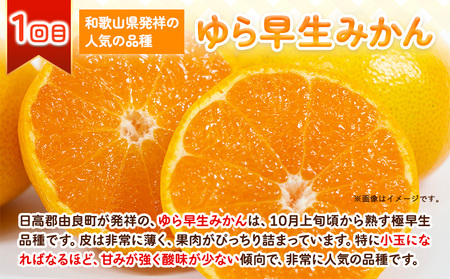 人気柑橘食べくらべ定期便 全3回 計15kg 柑橘 みかん 定期便 st-p