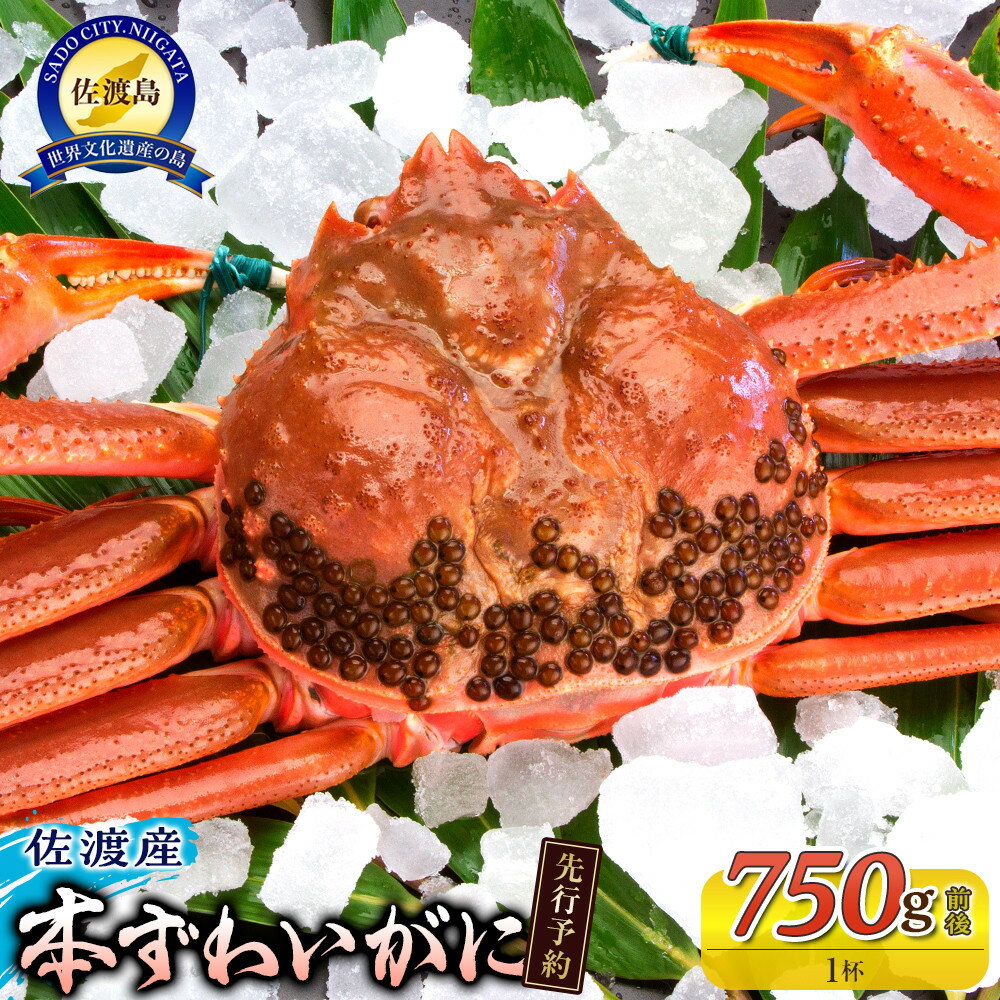 【ふるさと納税】【令和8年1月中旬以降発送】佐渡産 本ずわいがに 750g前後 1杯 | 蟹 魚介類 水産 食品 人気 おすすめ 送料無料