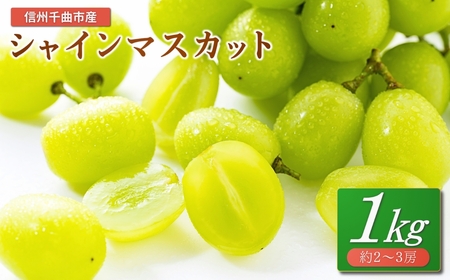 【2026年先行予約】シャインマスカット 1kg(2~3房)｜ シャインマスカット
