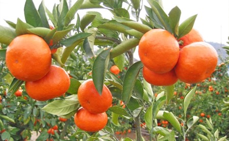 みかん 小原紅早生みかん 2Lサイズ 香川県産 みかん【5kg】