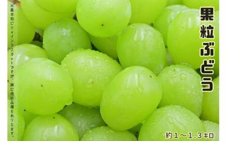 【先行受付】訳あり 山梨県産 シャインマスカット 粒にてお届け 約1kg [斎庵 山梨県 韮崎市 20742297] 果物 フルーツ 山梨 ぶどう マスカット ブドウ 葡萄 家庭用 規格外 期間限定 