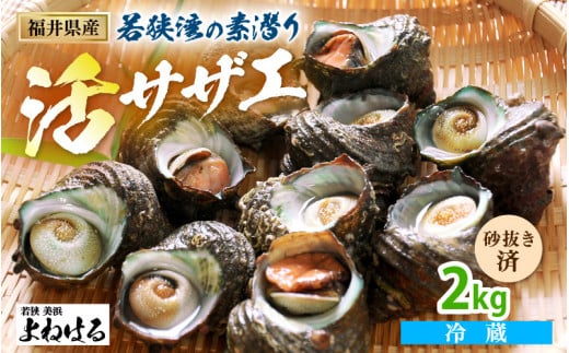 若狭湾の素潜り 天然 活サザエ 2kg(説明書付き)【サザエ さざえ 貝 天然 海産物 刺身 お造り 海の幸 BBQ つぼ焼き 壺焼き 佃煮】[m17-a048]