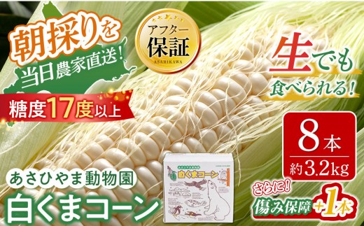 
                  【先行予約/選べる内容量】あさひやま動物園しろくまコーン8～10本（約3.2kg～4kg）2026年8月下旬から発送開始予定 【 とうもろこし 人気 北海道 糖度 野菜 白いとうもろこし 白いスイートコーン 産地直送 ホワイトレディ コーン 玉蜀黍 旬 お取り寄せ 旭川市 北海道 】
                