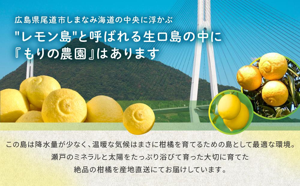 厳選！早春の香り！完熟はるか 家庭用（約3kg）2025年2月中旬～3月上旬 発送予定 フルーツ お取り寄せ 産地直送 もりの農園 ドルチェみかん【人気 おすすめ 瀬戸内 広島県  尾道市】