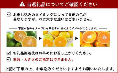 宇城市産 スイートスプリング 約5kg 【のむちゃん農園】【11月下旬から2025年2月下旬発送予定】スイートスプリング みかん 柑橘 果物 フルーツ 熊本県 