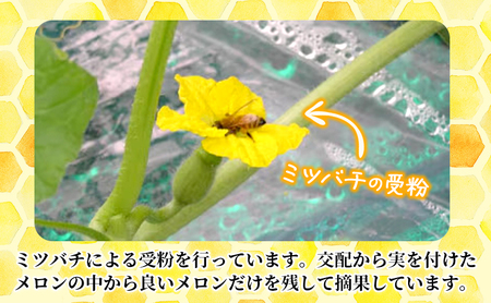 メロン 富良野産 赤肉 大玉ジャンボ 長沢農園【2玉 計4kg以上】【先行予約】