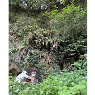 ふるさと納税 山鹿市 【熊本県北山麓】日本みつばち菊鹿・日本みつばち山鹿2本セット |  | 01