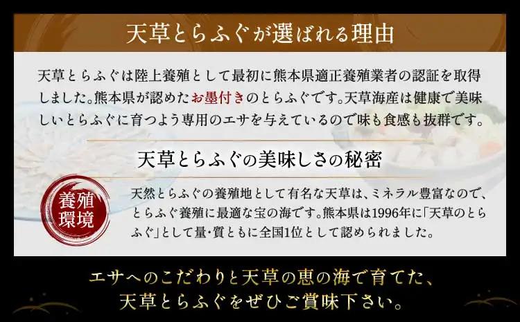 先行予約 数量限定 ふぐ 1日10セット限定！白子付 天草とらふぐフルコース スペシャル 8～10人前 【2026年12月下旬から2027年3月下旬発送予定】