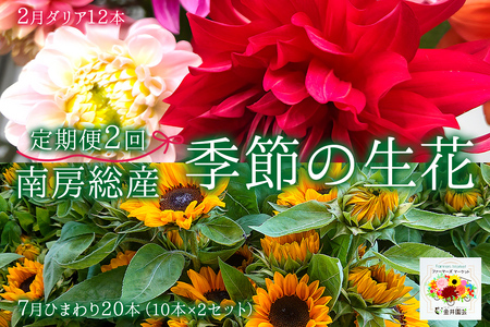 南房総産季節の生花2回定期便（2月：ダリア12本、7月：ひまわり20本） 花 植物 季節 ﾌﾗﾜｰ 花束 切り花 mi0070-0004