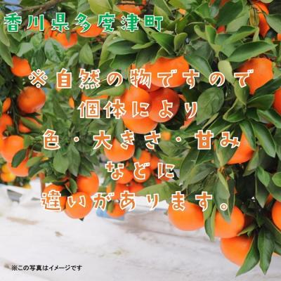 ふるさと納税 多度津町 『小原紅早生みかん』約5kg【A-32】 |  | 02
