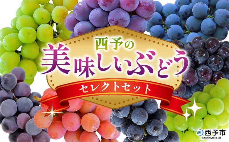 
西予の美味しいぶどう セレクトセット 果物 くだもの フルーツ ぶどう 葡萄 ブドウ 選べる セット 詰め合わせ つめあわせ 食べ比べ お楽しみ おまかせ 野菜ソムリエ 食べて応援 特産品 産地直送 西予ぶどう倶楽部 愛媛県 西予市【冷蔵】
