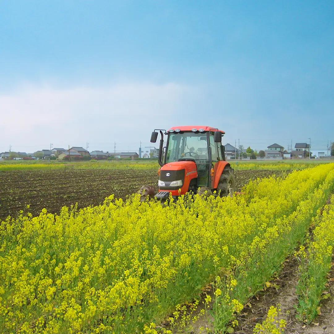 令和8年産 コシヒカリ ( 精米 5kg ) 特別栽培 菜の花米 「菜菜ちゃん」 米 茨城県産