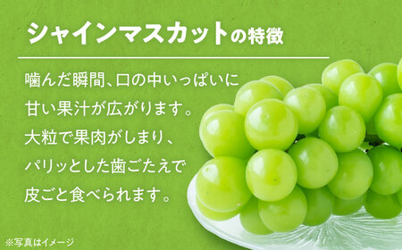 【先行予約】【9月初旬より順次発送】ジュワッと果汁が溢れ出る、家族みんなが笑顔になる。ご家庭用シャインマスカット約2kg（3〜5房）　愛媛県大洲市/沢井青果有限会社 [AGBN006]マスカットぶどう