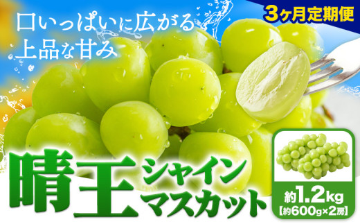 【3ヶ月定期便】ぶどう シャインマスカット 晴王 1.2kg 2房 ハレノフルーツ(アストライ)《7月上旬-9月末頃出荷》岡山県 浅口市 送料無料 フルーツ 果物 マスカット お取り寄せフルーツ【配送不可地域あり】 st-p