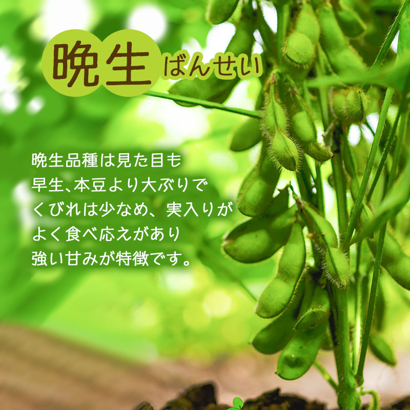 【令和7年産】朝採りだだちゃ豆（枝豆） 食べ比べ定期便 1.5kg (500g×3袋)×3回 お届け 早生・白山・晩生　小池半左衛門