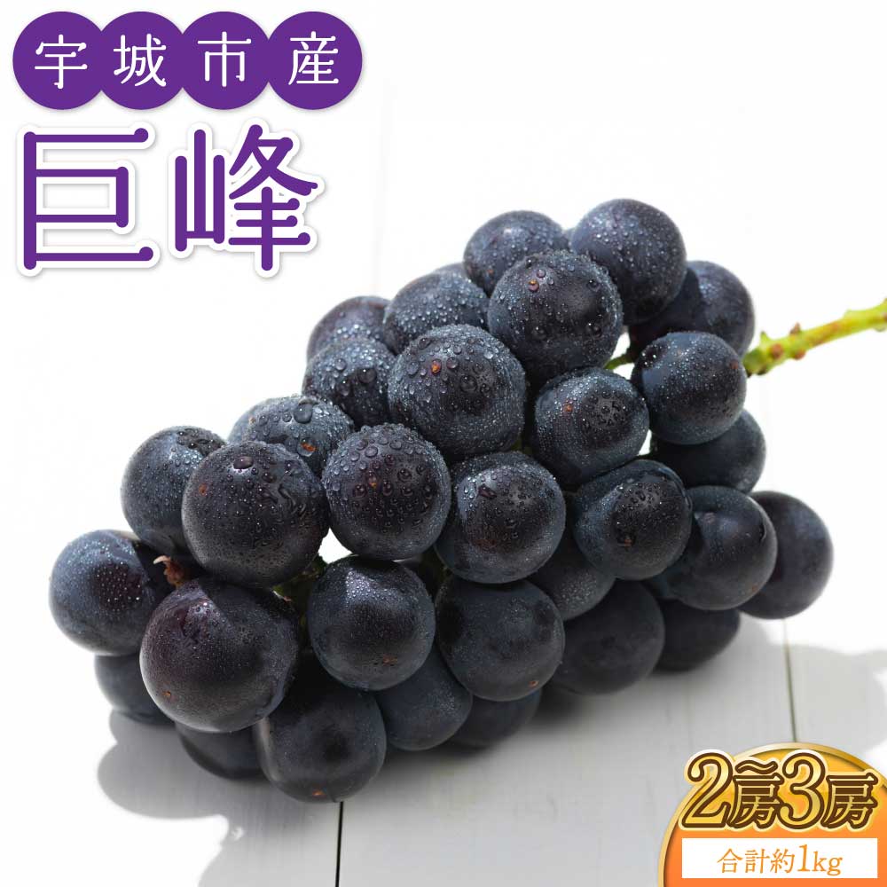 【ふるさと納税】【先行予約】 巨峰 2〜3房 約1kg ぶどう 葡萄 大粒 国産 九州 熊本県 宇城市 送料無料 森田満【2026年7月下旬〜8月上旬頃発送予定】