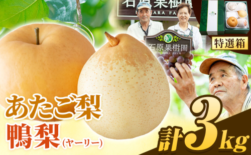 【先行予約】梨 なし 3kg 梨 秋 旬 なし あたご梨 1～3玉 鴨梨 3～5玉 特選箱 石原果樹園 《2026年11月中旬-12月下旬頃より発送予定》岡山県 浅口市 果物 フルーツ 梨 詰め合わせ 贈答用