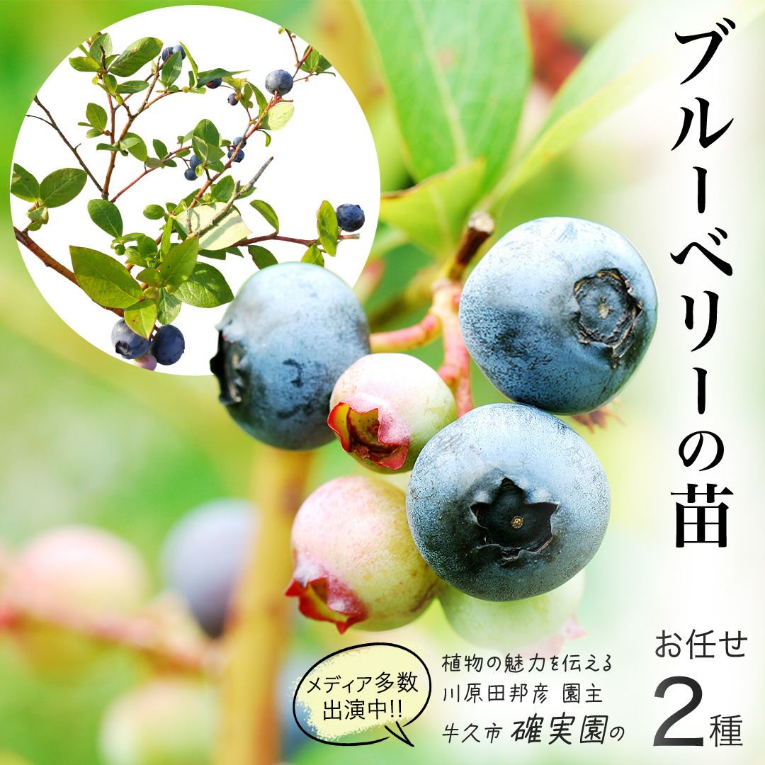 ブルーベリー の 苗 2品種セット （品種おまかせ） ラビットアイ系 ハイブッシュ系サザン サザンハイブッシュ系 苗木 庭木 果樹 ガーデニング 家庭菜園 果物 くだもの