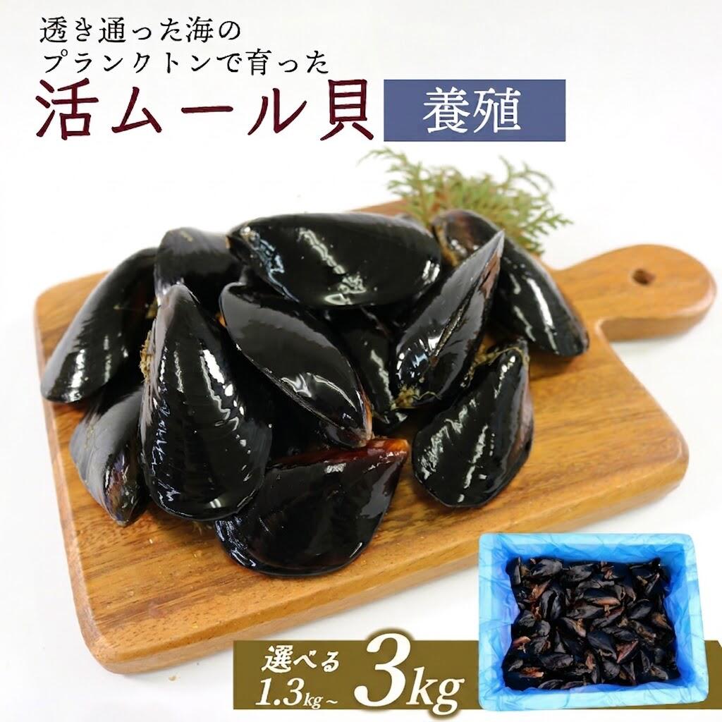 【ふるさと納税】 活ムール貝 国産 選べる 1.3kg 1.9kg 3kg 貝 むーるがい 活 ムール貝 養殖 貝類 三陸産 パエリア 蒸し パスタ 酒蒸し ピザ 海鮮 殻付き 新鮮 国産 大船渡市 岩手県 魚介 冷蔵 しゅうり貝 ムラサキイガイ 黄金活ムール貝 限定