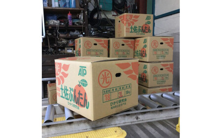 土佐文旦の創始 宮地文旦園の土佐文旦 家庭用2L 約5キロ 10～12個入り 5kg