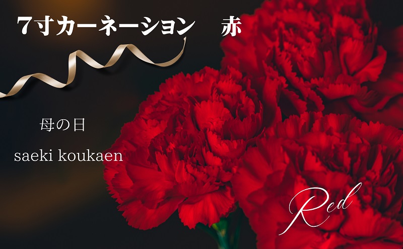 【2026年 母の日 先行予約】7寸カーネーション　赤 母の日ギフト 花 フラワー  植物 お花 贈り物 珍しいカーネーション 底面給水 母の日のプレゼント