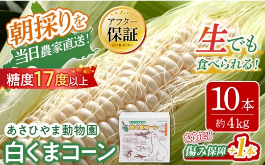 【26年発送先行予約】あさひやま動物園しろくまコーン 10本（約4kg）2026年8月下旬から発送開始予定 【 とうもろこし 人気 北海道 糖度 野菜 白いとうもろこし 白いスイートコーン 産地直送 ホワイトレディ コーン 玉蜀黍 旬 お取り寄せ 旭川市 北海道 】_00308