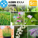 【ふるさと納税】水辺植物 オススメ ビオ植物×5ポット