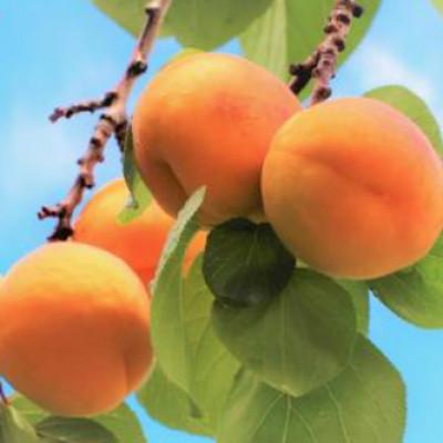 ふるさと納税 千曲市 【2026年発送】あんず さつき 約4kg