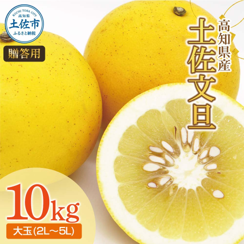 【先行予約】土佐文旦（大玉：2L～5L 混合）約10kg 〈2027年2月中旬〜発送〉/ 土佐文旦発祥の地 産地直送 家庭用 贈答用 文旦 10キロ 約14～21玉 大玉 特大 3l 4l ぶんたん ブンタン【株式会社とさもん】