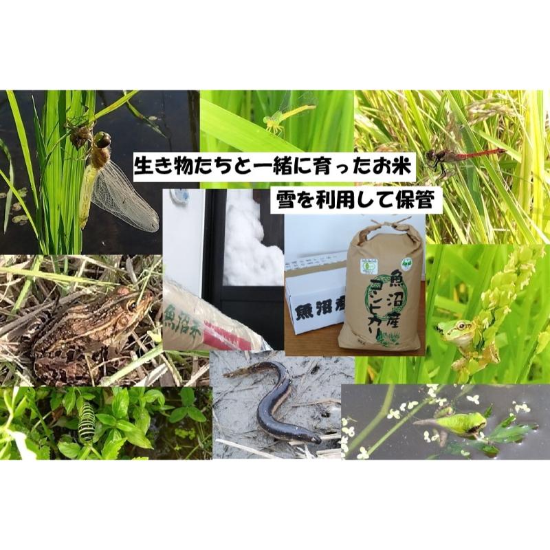 【ふるさと納税】【魚沼ブランド】玄米10kg 3ヶ月連続お届け【有機栽培・生態系保全・再生可能エネルギー・エコファーマー・生産工程管理】魚沼産コシヒカリ