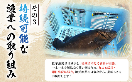 ＜活き〆 幻のクエ（養殖）1尾＞ 原体 真クエ くえ 約2kg～3kg 約5～6人前 宇和海産 鍋用 鮮度 刺身 鍋 お鍋 クエ鍋 海鮮鍋 たっぷり 食卓 海鮮 魚介 魚 高級魚 国産 橋本鮮魚 愛媛