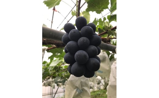 【2025年先行予約】ぶどう ナガノパープル 約2kg(4~5房)｜ 果物 フルーツ 黒ぶどう 葡萄 ブドウ 種無し 種なし 皮ごと 千曲市 長野県 信州