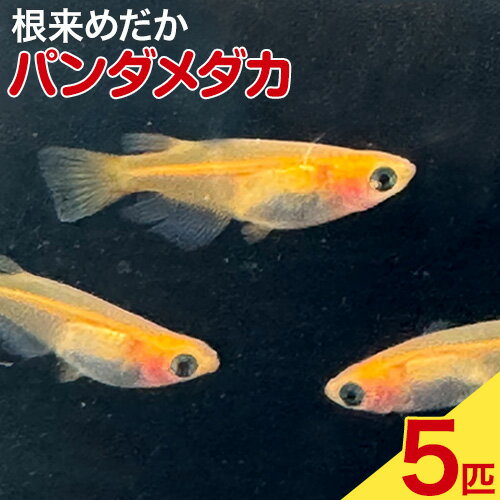 【ふるさと納税】パンダメダカ 5匹 根来めだか《90日以内に出荷予定(土日祝除く)》和歌山県 岩出市 めだか パンダ 観賞用 送料無料