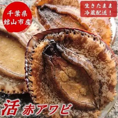 【先行予約】【金曜日発送】漁師直送!天然活メガイアワビ約500～600g(1～2枚)【配送不可地域：離島・北海道・沖縄県・中国・四国・九州】【1693534】