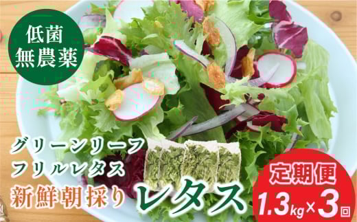【 定期便 】 無農薬 朝採り フリルレタス グリーンリーフレタス 2種類  1.3kg　3回　レタス 洗わずに食べられる 新鮮レタス  無農薬 野菜直送 フレッシュ サラダ用野菜 健康志向 産地直送  緑黄色野菜 新鮮 安心野菜 旬 低カロリー レタスボウル カロテン 兵庫県 丹波篠山